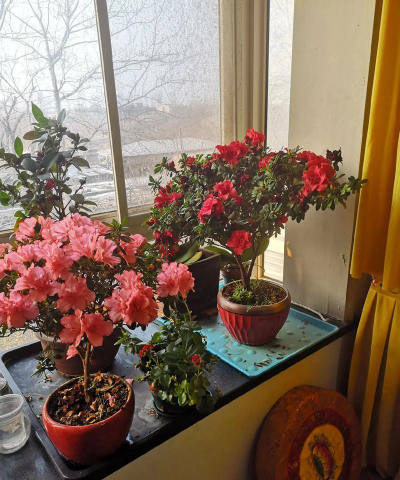 家庭养花用生根粉