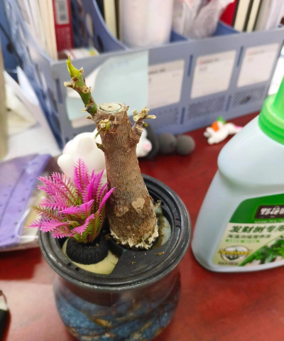 家庭养花用生根粉