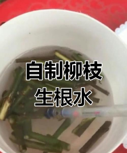 家庭养花用生根粉