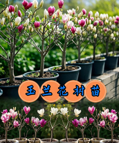 新手养花高杆还是矮杆