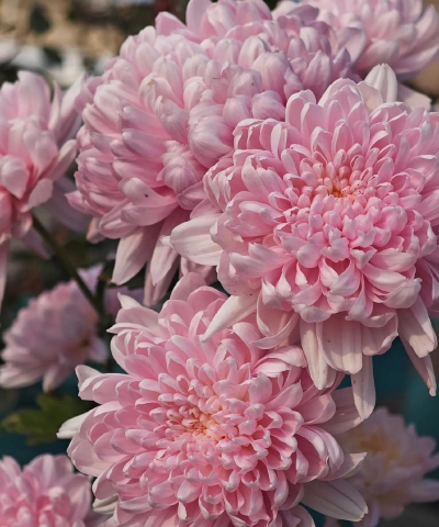 听奢香夫人养花