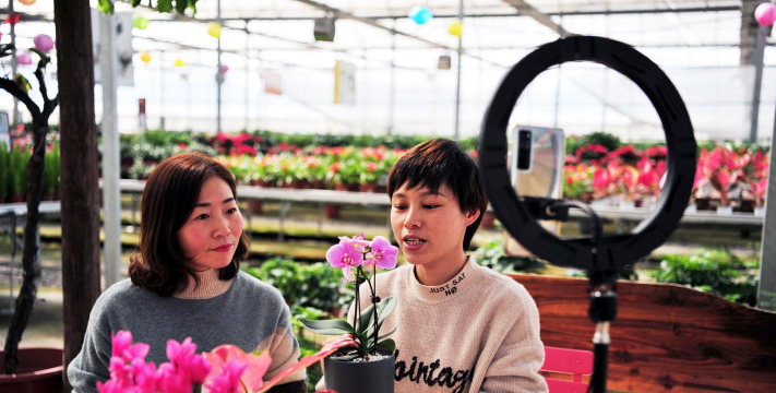 家庭养花用生根粉