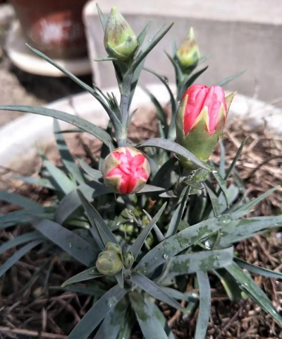 家庭养花用生根粉