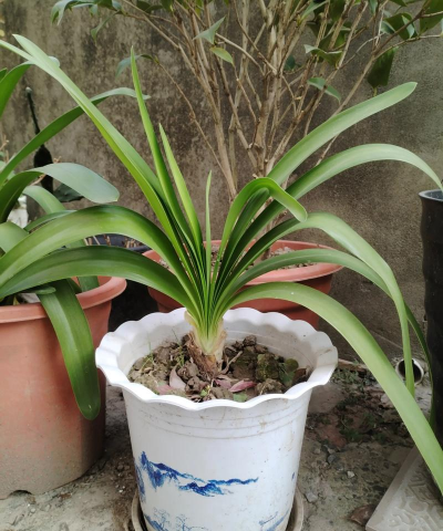 百子莲冬天如何过冬