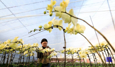 家庭养花用生根粉