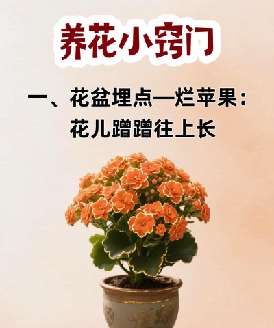 家庭养花用生根粉