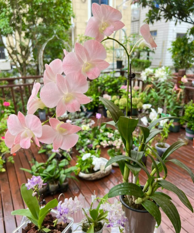 家庭养花用生根粉