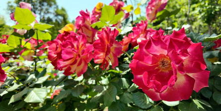 家庭养花用生根粉