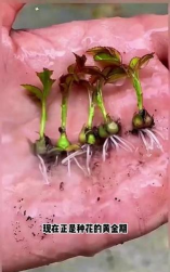 家庭养花用生根粉