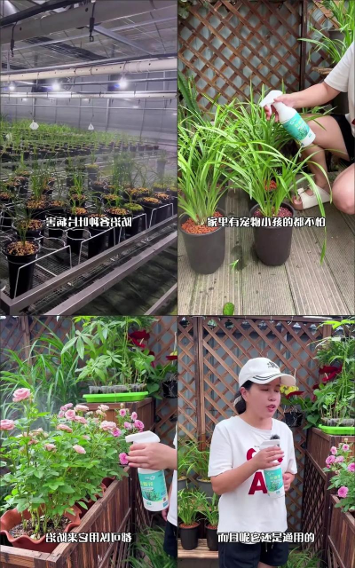 家庭养花用生根粉