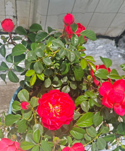 家庭养花用生根粉