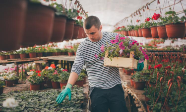 家庭养花用生根粉