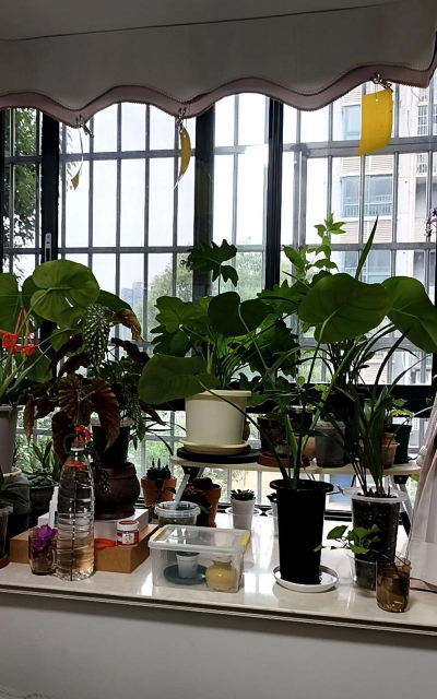 家庭养花用生根粉