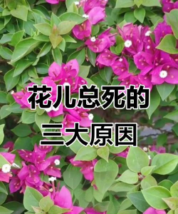 家庭养花用生根粉