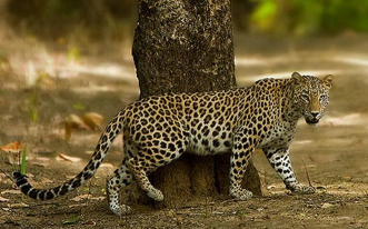 印度农村散养花豹