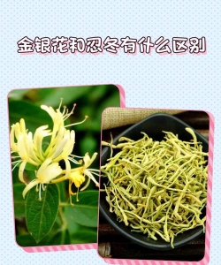 忍冬和什么植物搭配