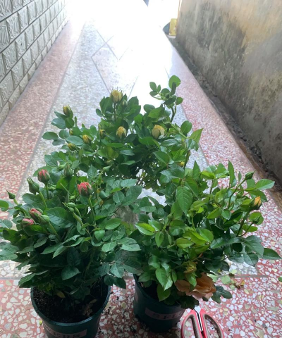 家庭养花用生根粉