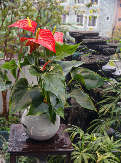 家庭养花用生根粉