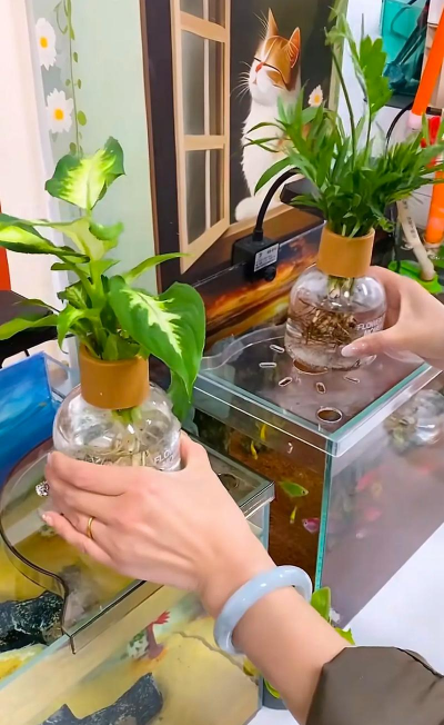 家庭养花用生根粉