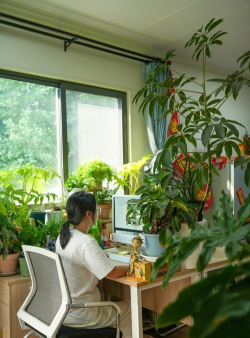 家庭养花用生根粉