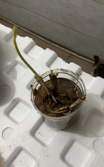 家庭养花用生根粉