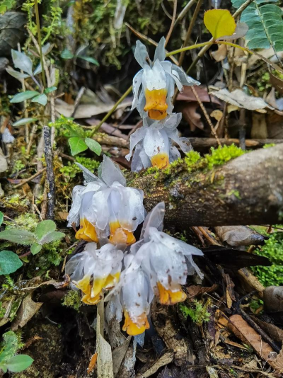 水晶兰属于什么科