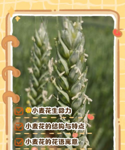 海棠花的栽培，选对品种很关键，掌握技巧不费力