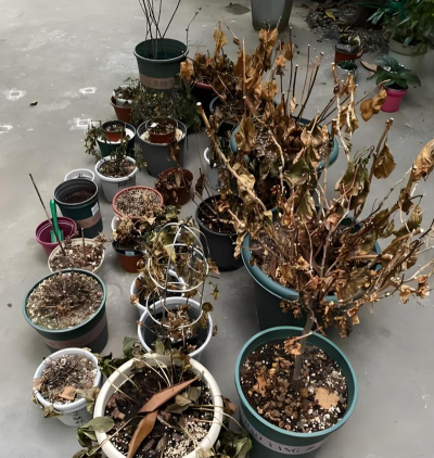 绯花玉怎么养，掌握关键技巧，轻松养出好状态