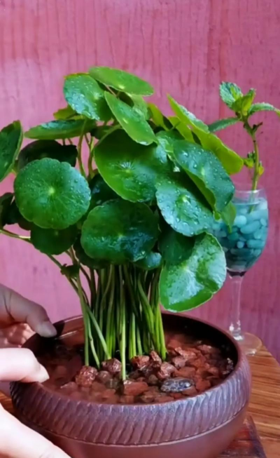 兰草花怎么养，掌握关键技巧，轻松培育美丽花朵