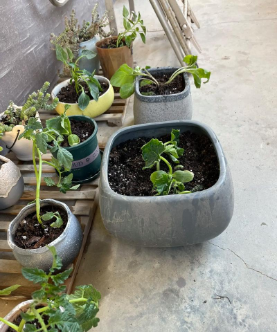 兰草花怎么养，掌握关键技巧，轻松培育美丽花朵