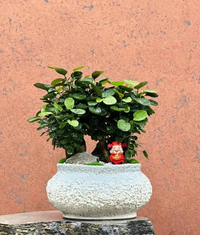 兰草花怎么养，掌握关键技巧，轻松培育美丽花朵