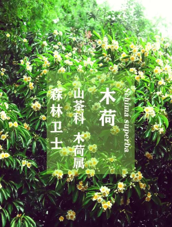 兰草花怎么养，掌握关键技巧，轻松培育美丽花朵
