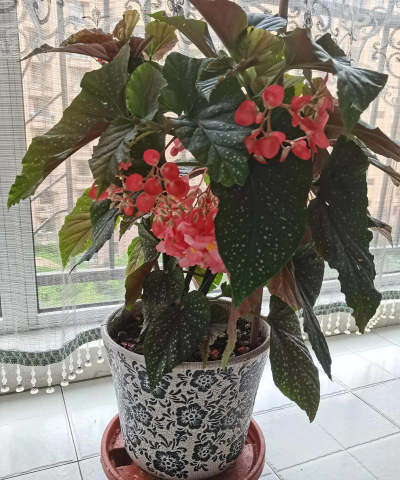 兰草花怎么养，掌握关键技巧，轻松培育美丽花朵