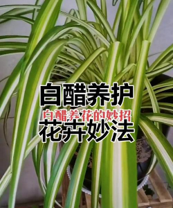 兰草花怎么养，掌握关键技巧，轻松培育美丽花朵