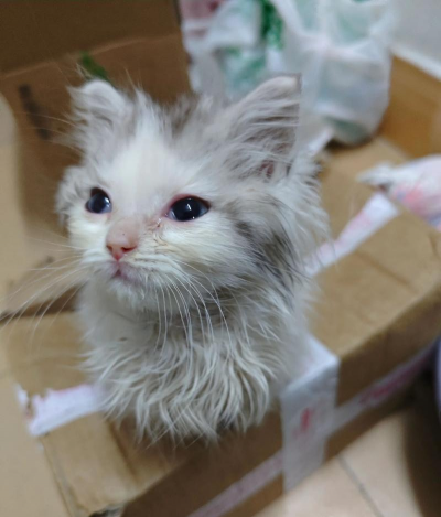 兰草花怎么养，掌握关键技巧，轻松培育美丽花朵