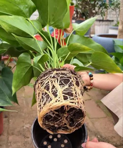 柿树虫病防治，识别常见虫害，掌握有效方法