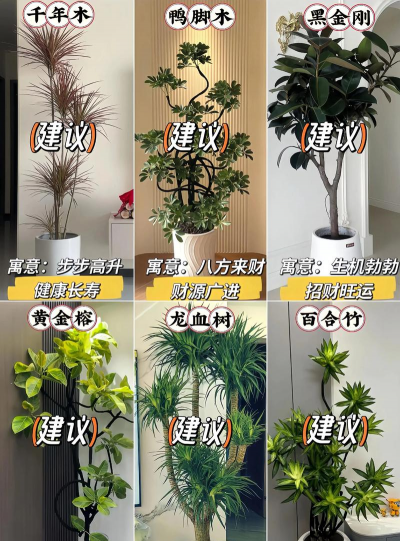 柿树虫病防治，识别常见虫害，掌握有效方法