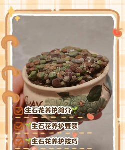 芍药花怎么养，掌握关键要点，花开更鲜艳