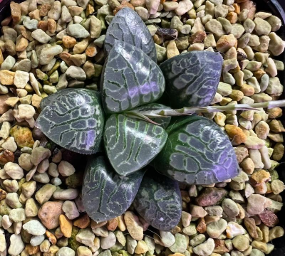 芍药花怎么养，掌握关键要点，花开更鲜艳