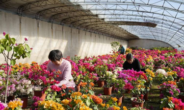 别墅园林绿化设计，打造私密空间，提升居住品质
