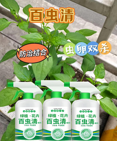 柿树虫病防治，识别常见虫害，掌握有效方法