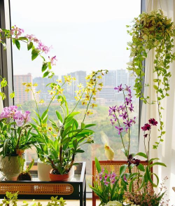 柿树虫病防治，识别常见虫害，掌握有效方法