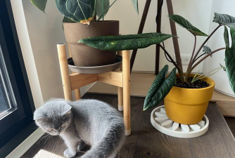 柿树虫病防治，识别常见虫害，掌握有效方法