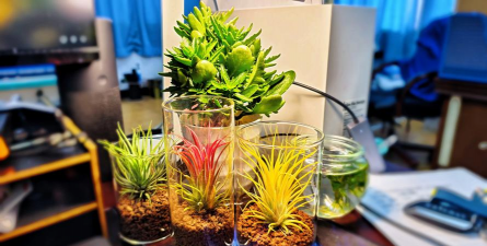 柿树虫病防治，识别常见虫害，掌握有效方法