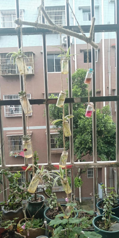 柿树虫病防治，识别常见虫害，掌握有效方法