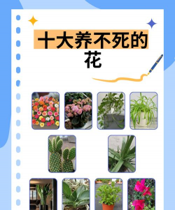 养花不知叫啥名