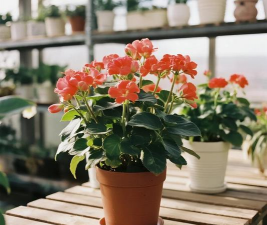 柿树虫病防治，识别常见虫害，掌握有效方法