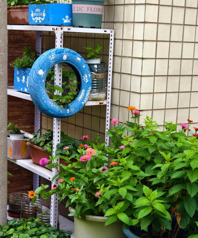 柿树虫病防治，识别常见虫害，掌握有效方法