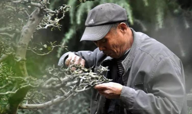 绿化景观设计，提升环境品质，创造宜人空间