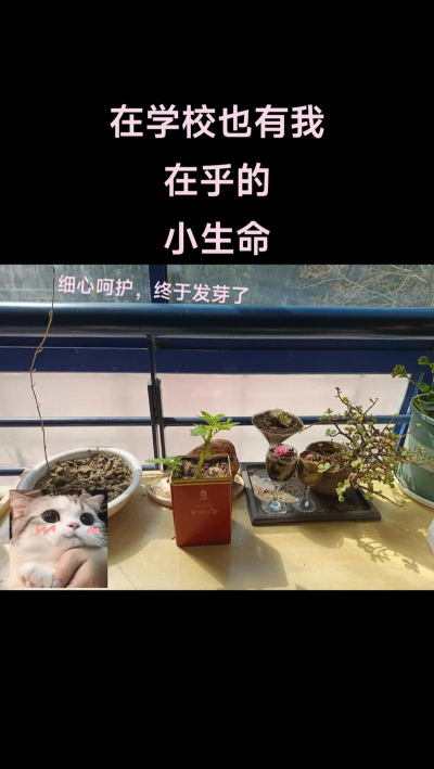 别墅园林绿化设计，打造私密空间，提升居住品质